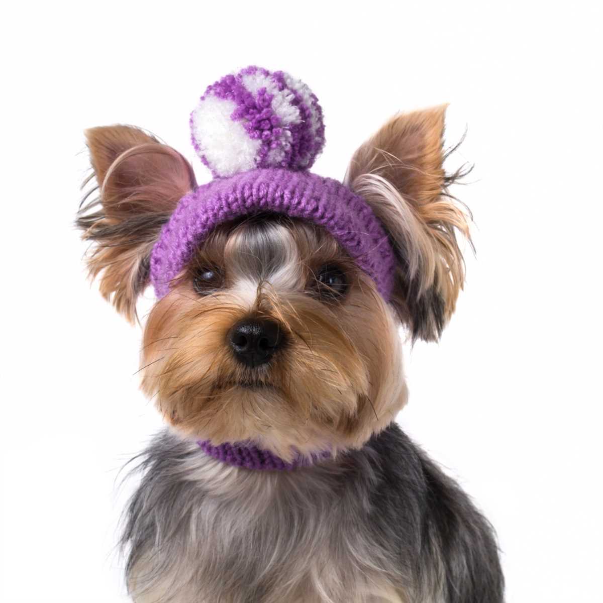 Easy dog hat knitting pattern
