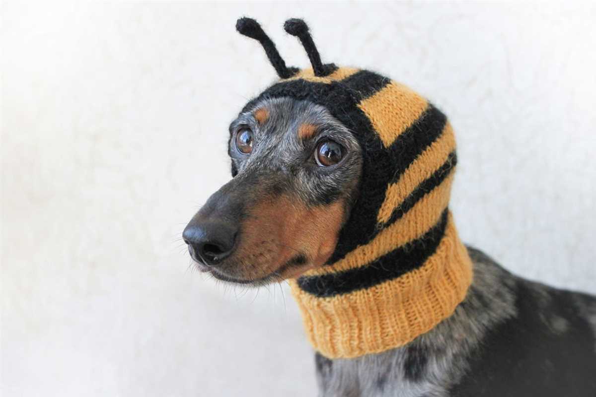 Easy dog hat knitting pattern
