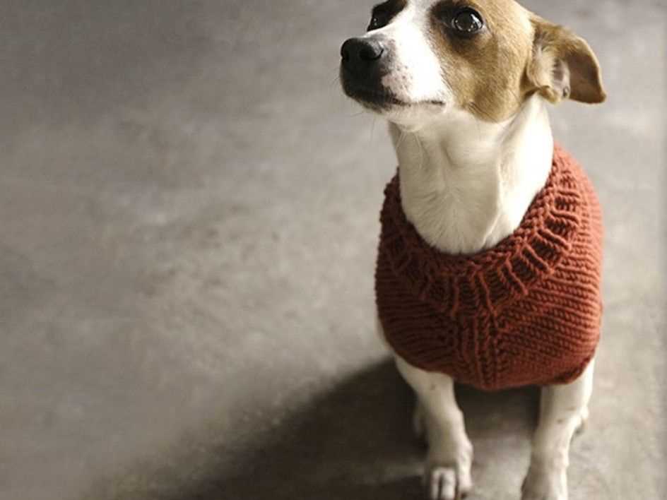 Harness-friendly dog sweater knitting pattern