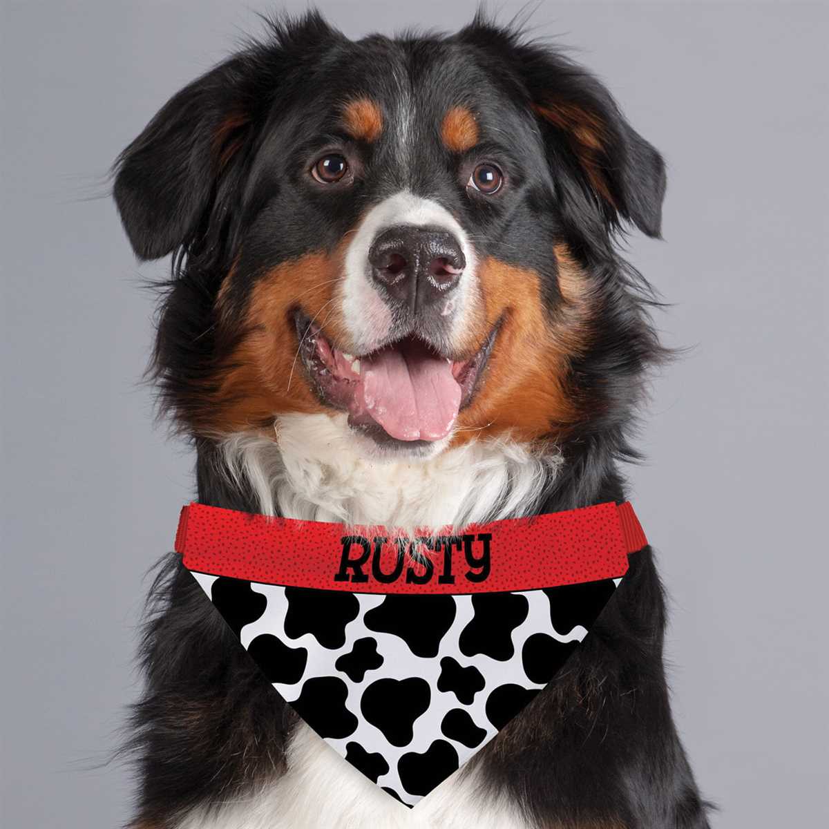 Dog bandana knitting pattern free