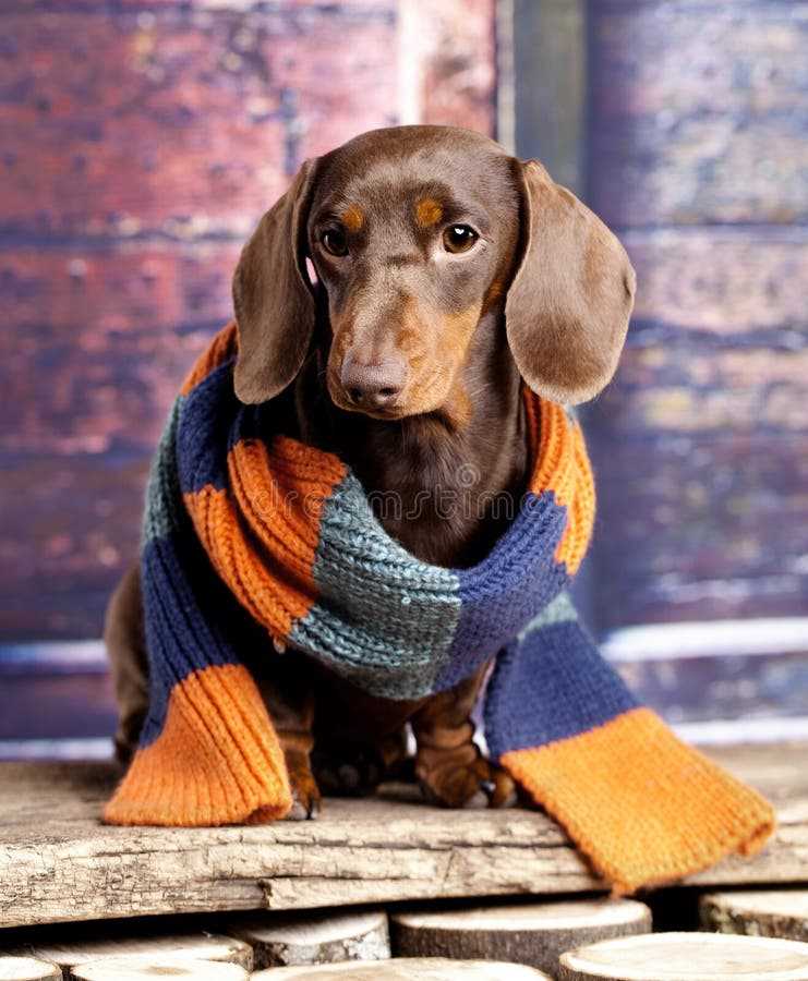 Dachshund scarf knitting pattern