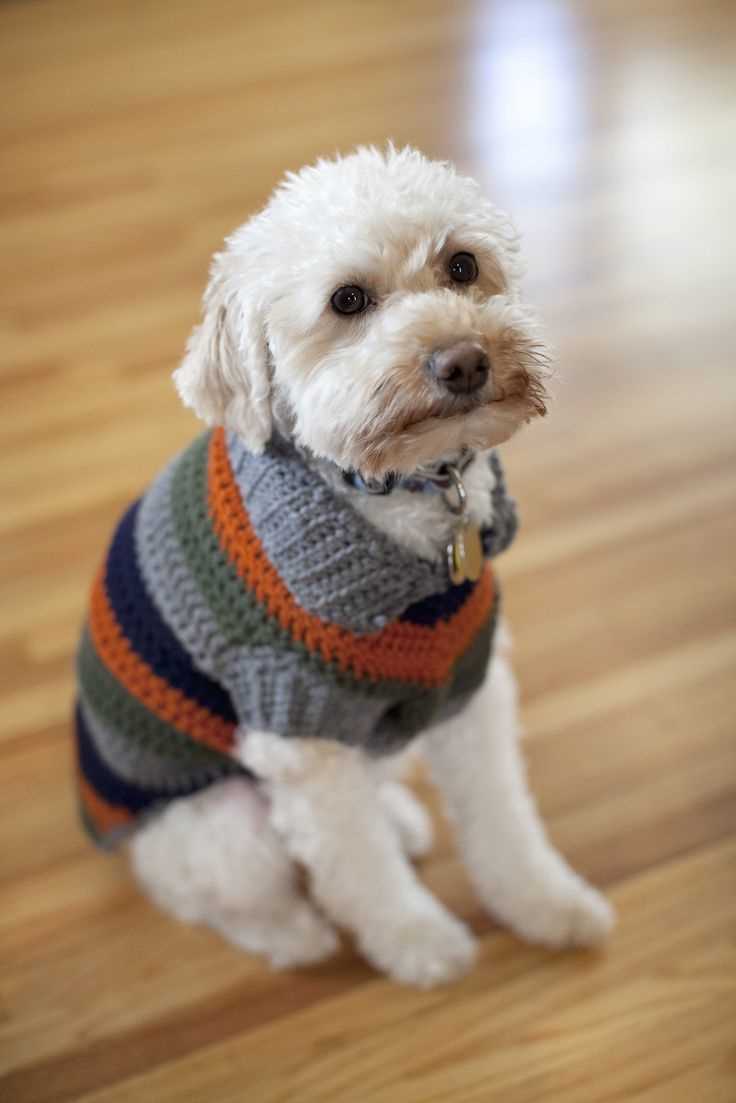 Knitted dog coat patterns easy