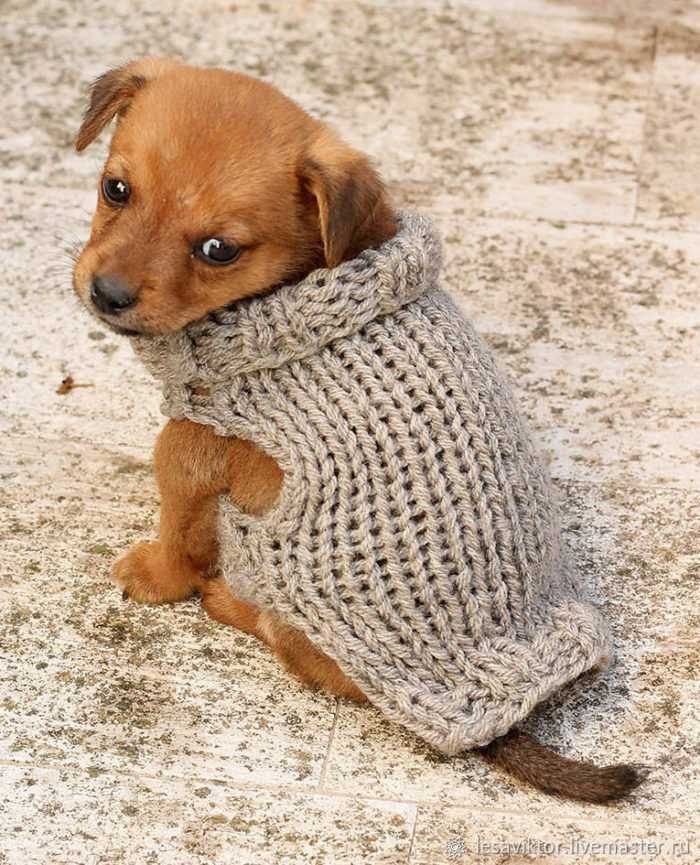 Free dog sweater knitting patterns uk