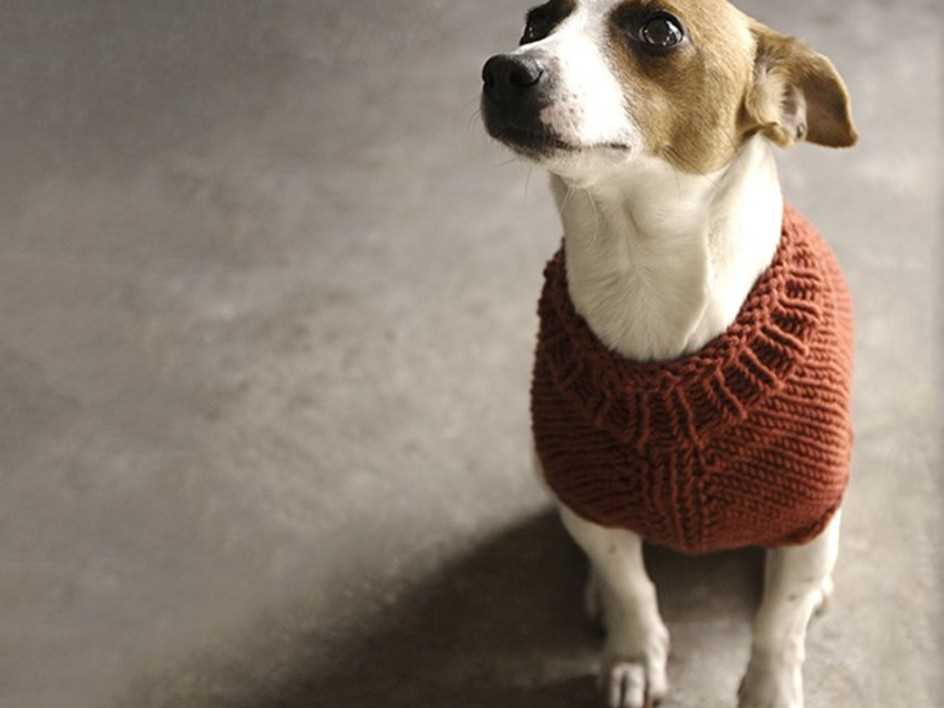 Free knitting pattern for small dog coat