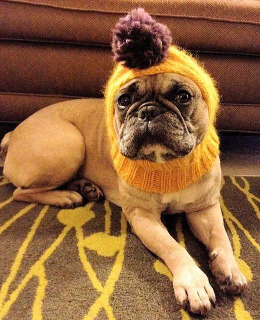 Free dog balaclava knitting pattern