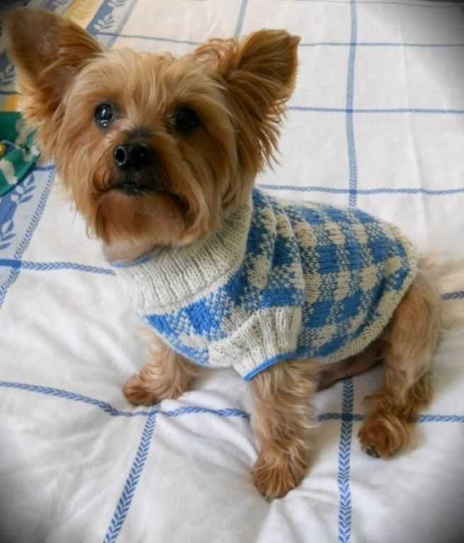Free dog sweater knitting patterns uk