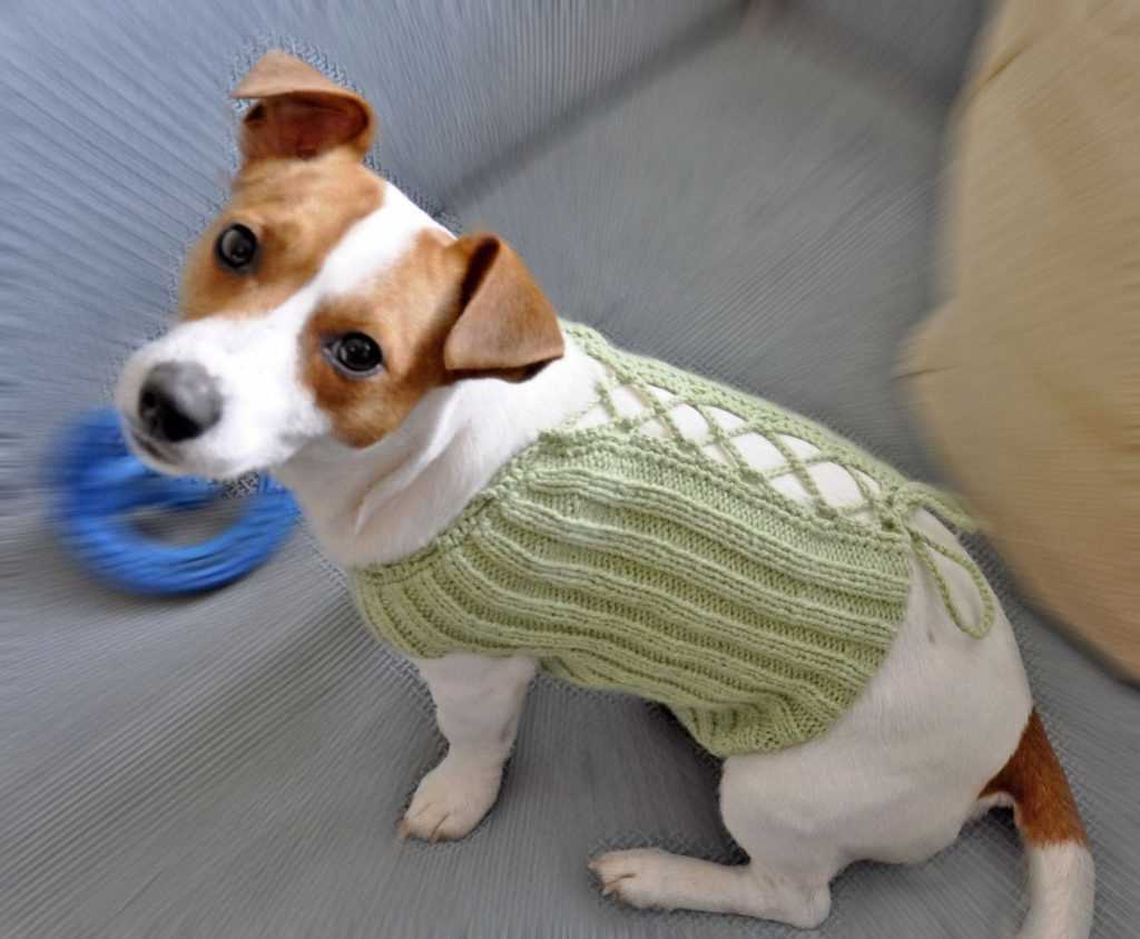 Free jack russell knitting pattern