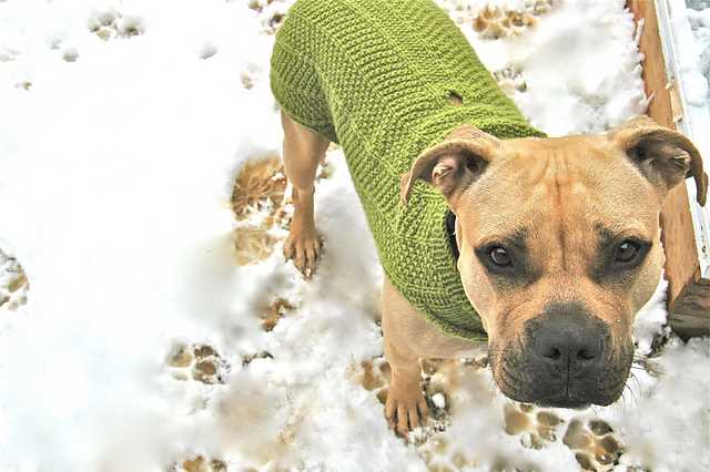 Easy knitting pattern for large dog sweater