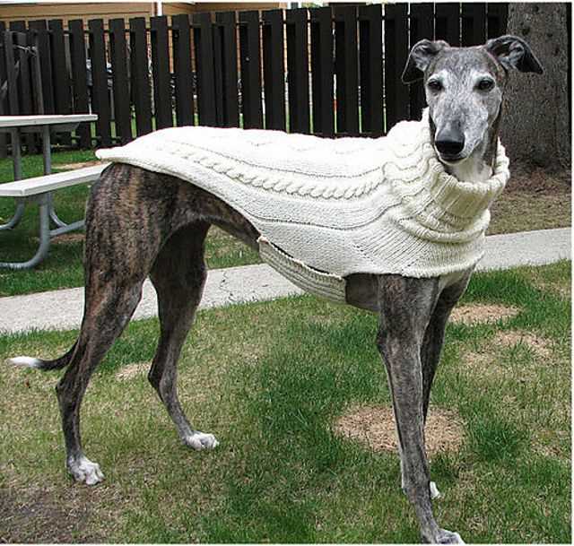 Italian greyhound knitting pattern