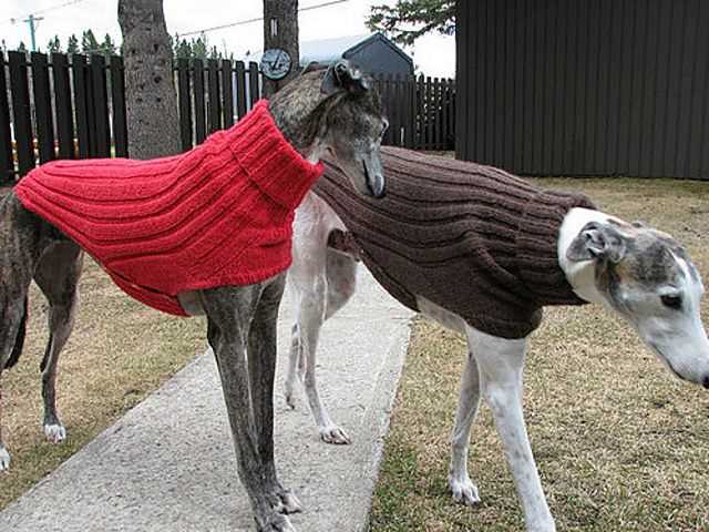 Greyhound jumper knitting pattern