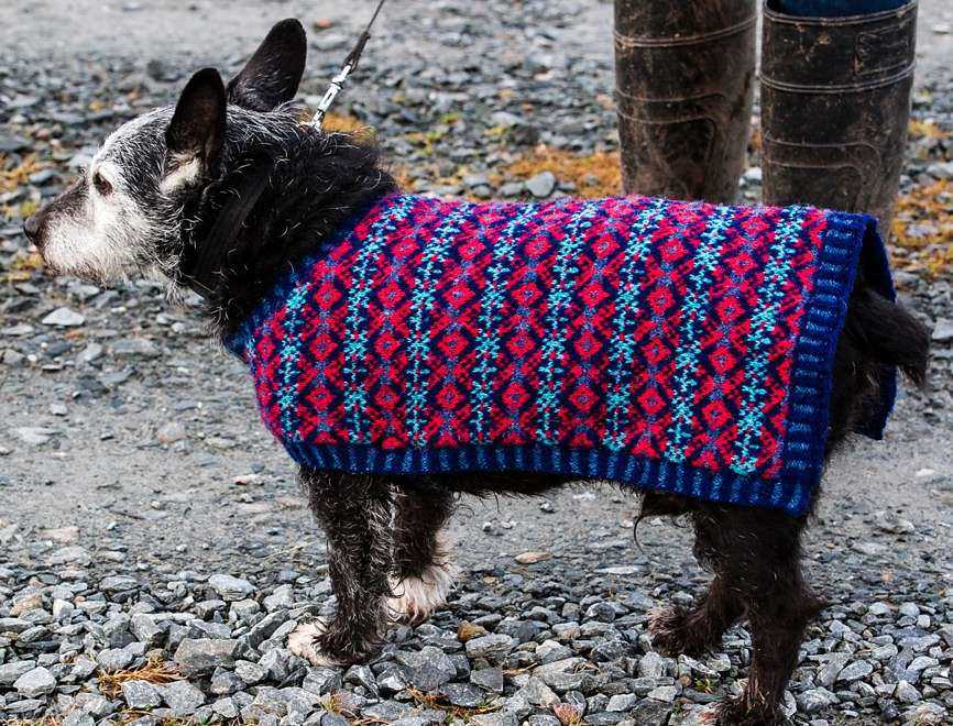 Stitch up warmth for your furry friend with this dog coat knitting pattern Free knitting pattern for dog coats