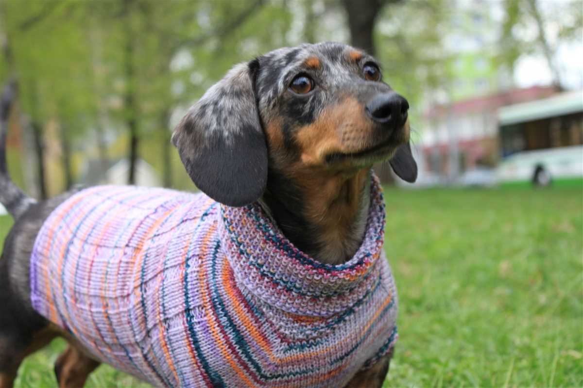Dachshund knitting pattern