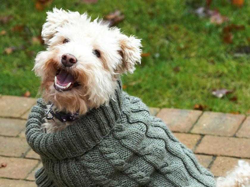 Free knitting pattern for small dog coat