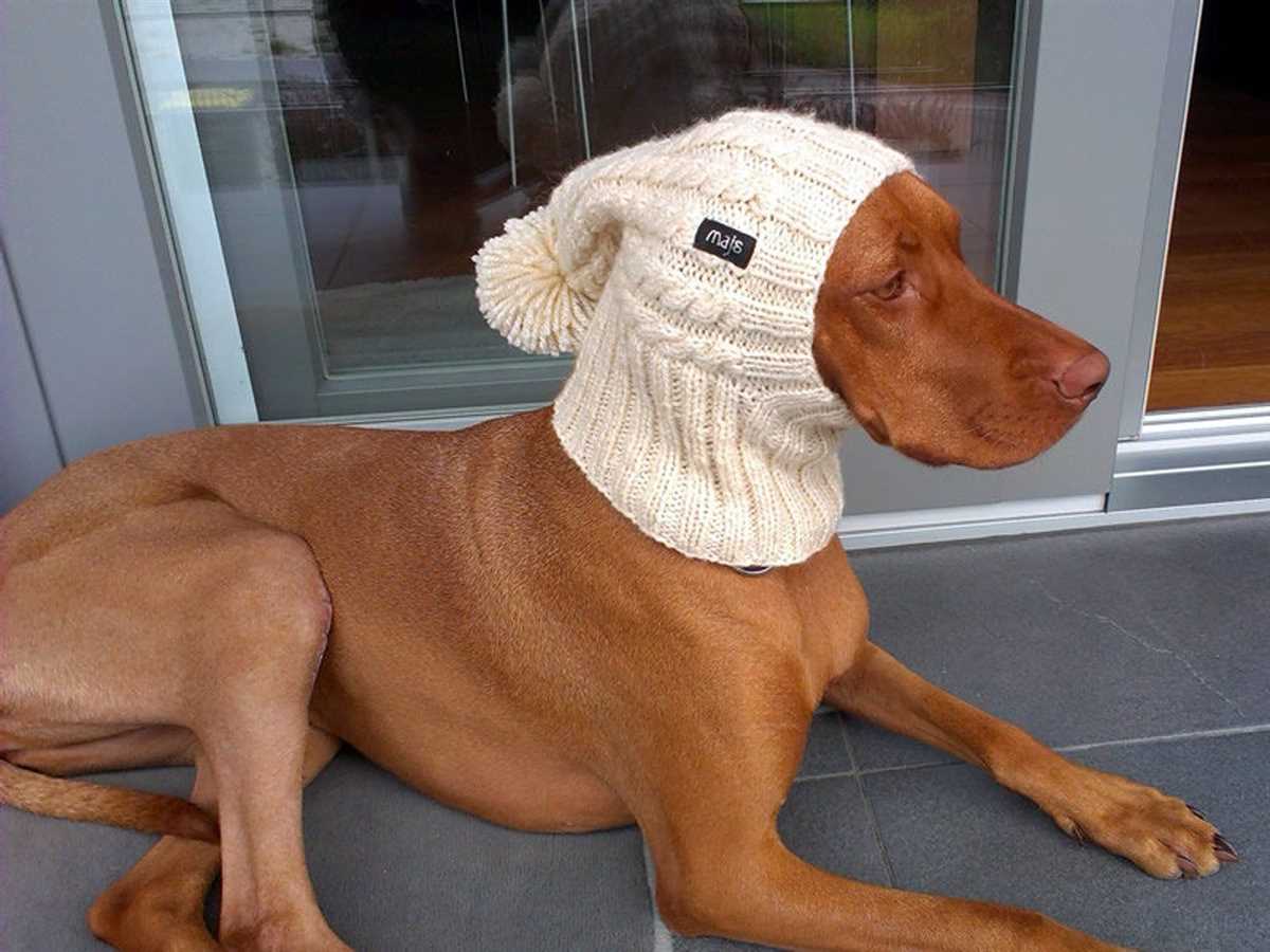 Knit hat for dog pattern