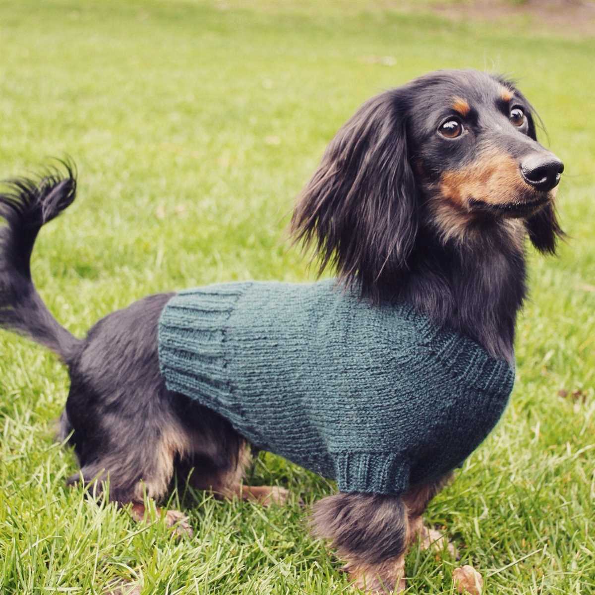 Crafting a Cute and Cuddly Dachshund with a Knitting Pattern Dachshund knitting pattern