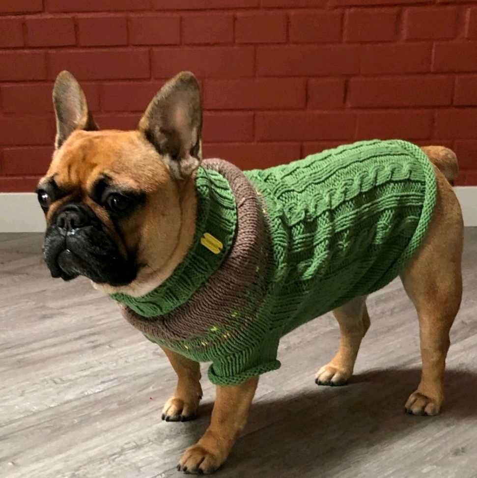 Knitting pattern for english bulldog sweater