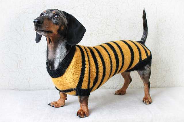 Dachshund knitting pattern