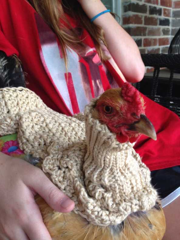 Knitting pattern for chicken jumpers