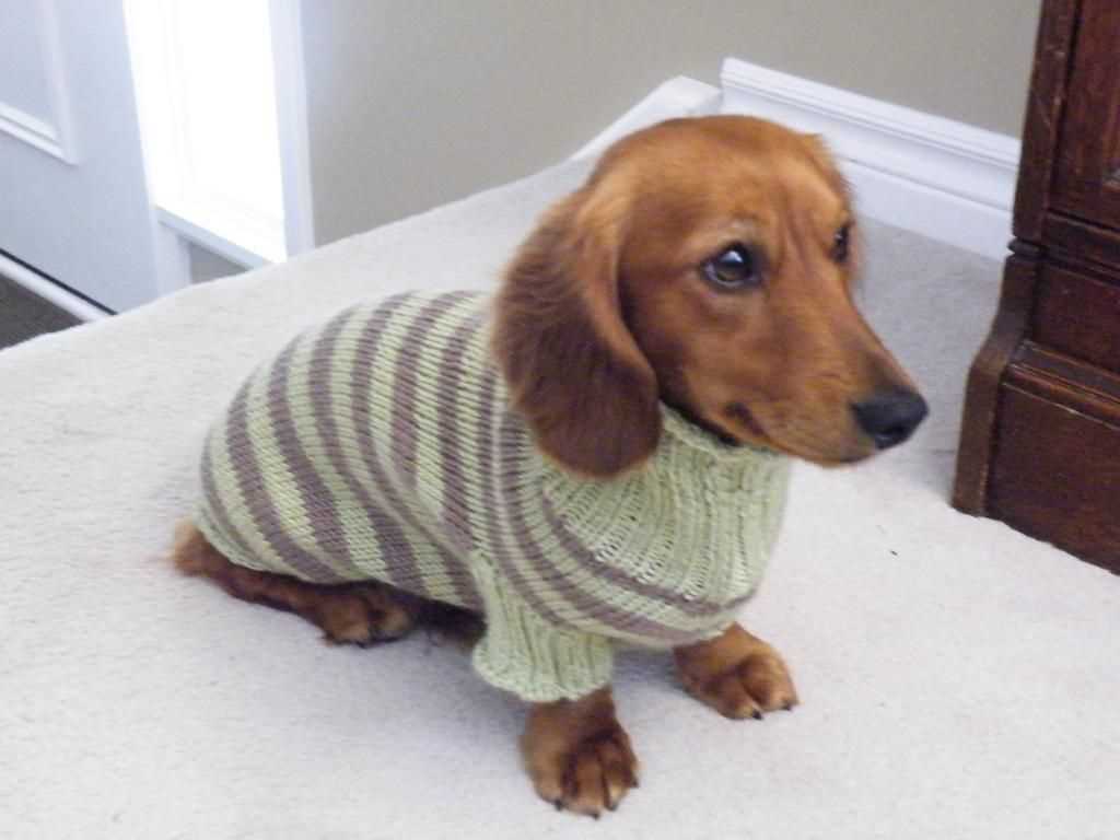 Knitting patterns for dachshund dog sweaters