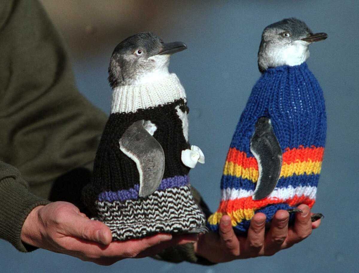 Penguin jumper knitting pattern free