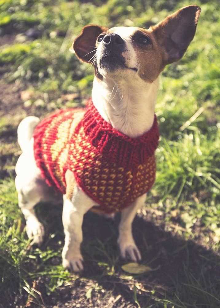 Cozy Knitwear for Dogs with Harness-Friendly Design Harness-friendly dog sweater knitting pattern