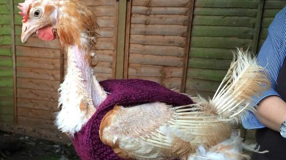 Knitting pattern for chicken jumpers