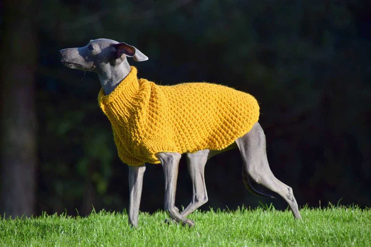 Italian greyhound knitting pattern