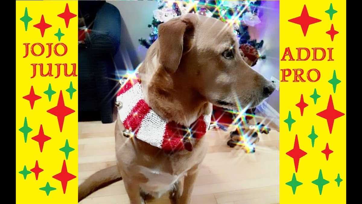Knitted dog collar pattern