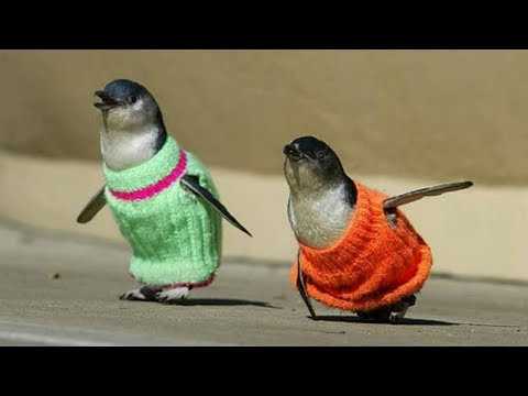 Knitted penguin jumper pattern
