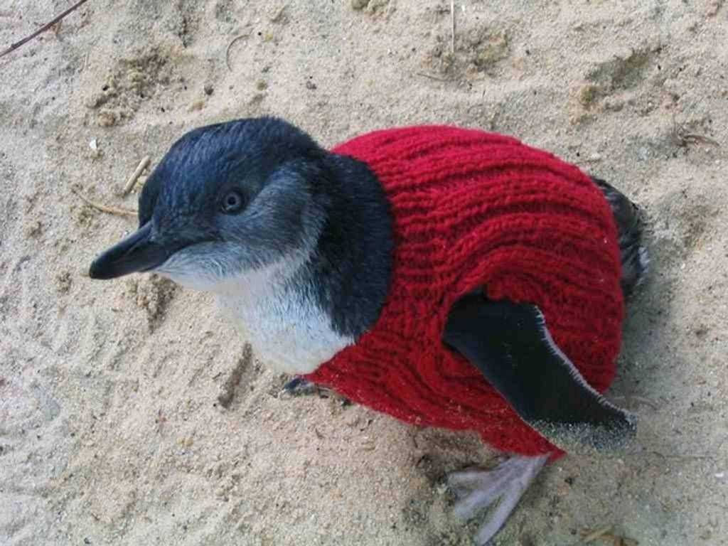 Knitted penguin jumper pattern