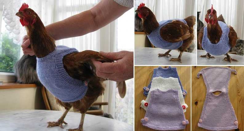 Knitting pattern for chicken jumpers
