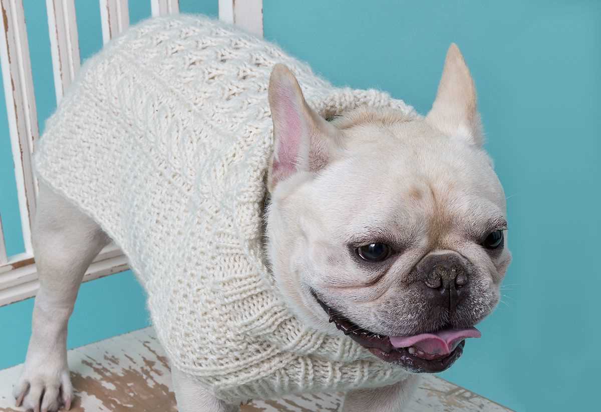 Knitting pattern for english bulldog sweater