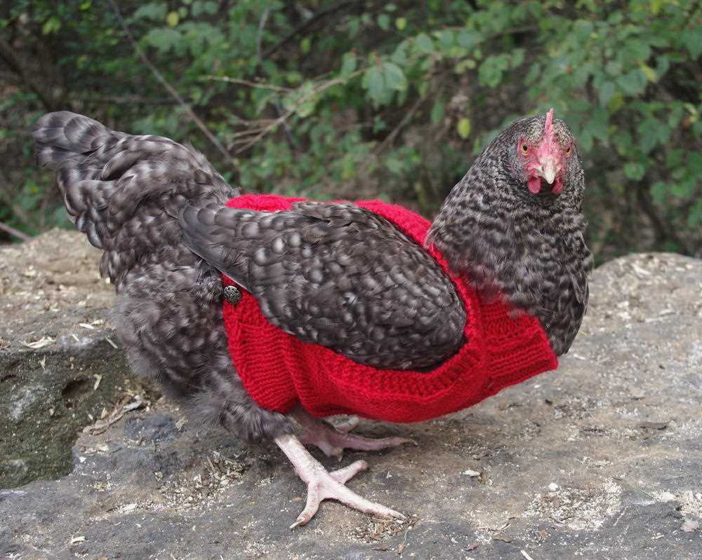 Knitting pattern for chicken jumpers