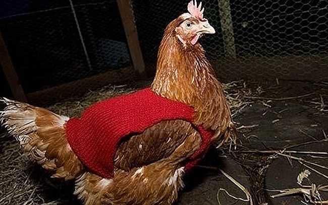 Knitting pattern for chicken jumpers
