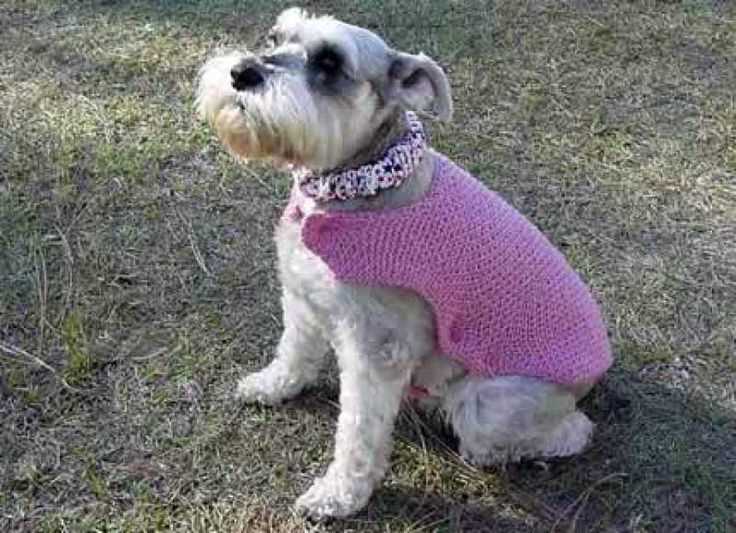 Knitting patterns for dog coats medium
