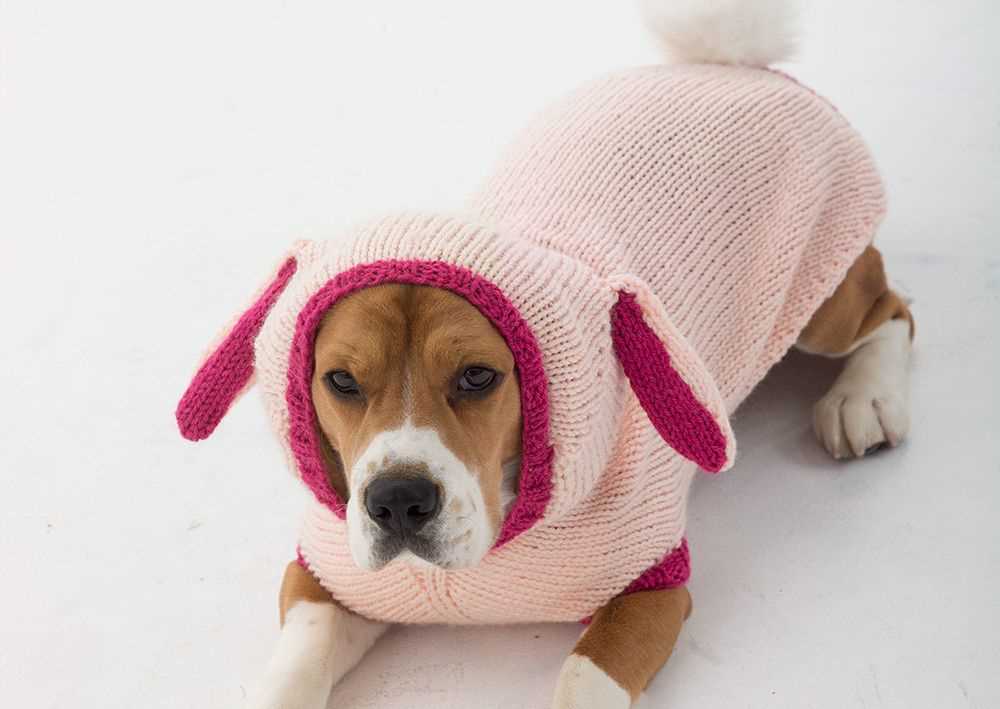 Knitting patterns for dog coats medium