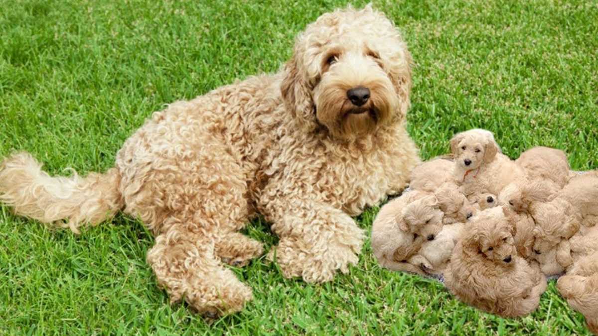Create Your Own Labradoodle with a Unique Knitting Pattern Labradoodle knitting pattern