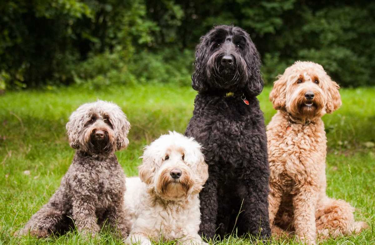 Labradoodle knitting pattern
