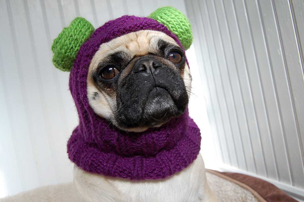 Free dog balaclava knitting pattern