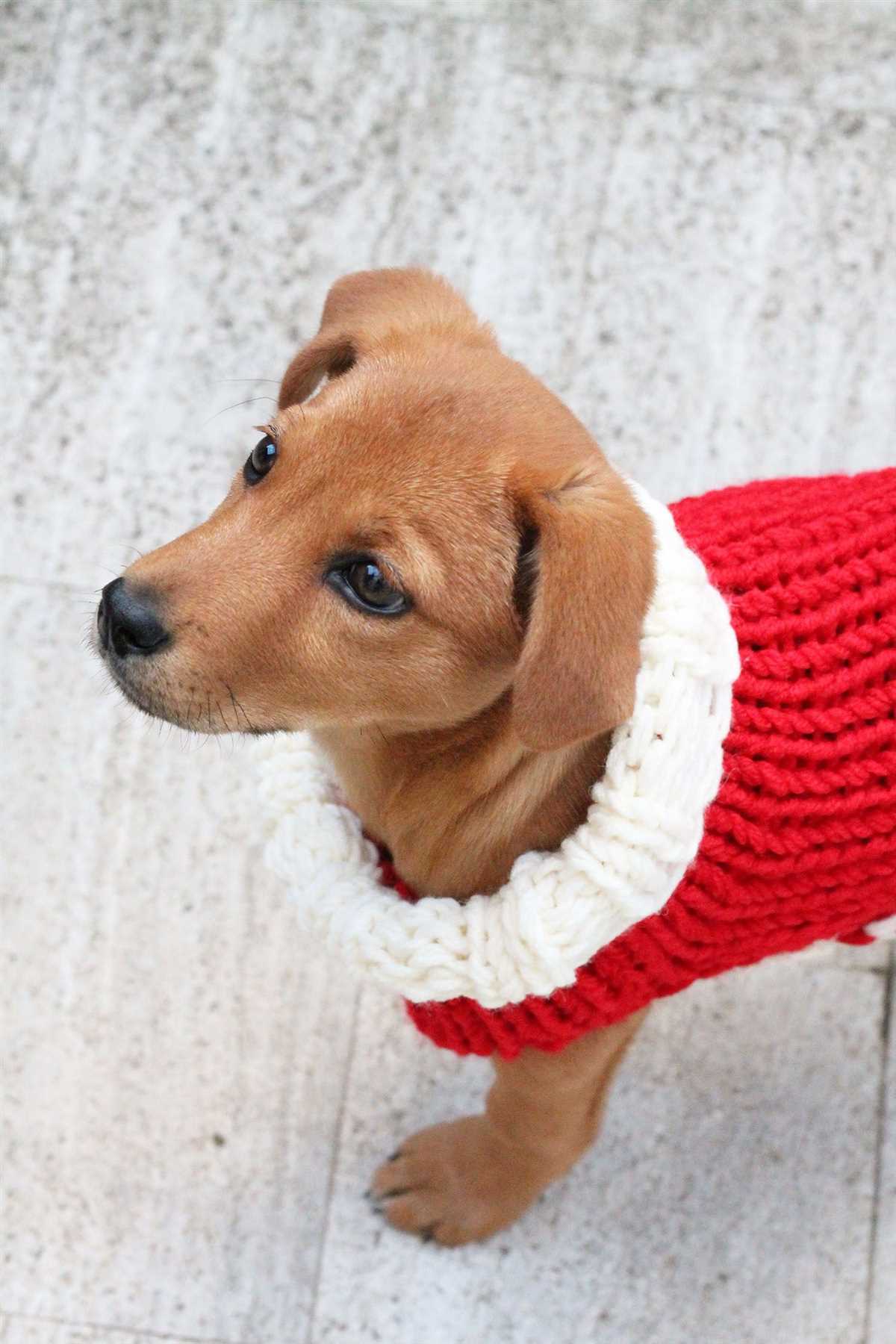 Dog sweater knitting pattern beginner