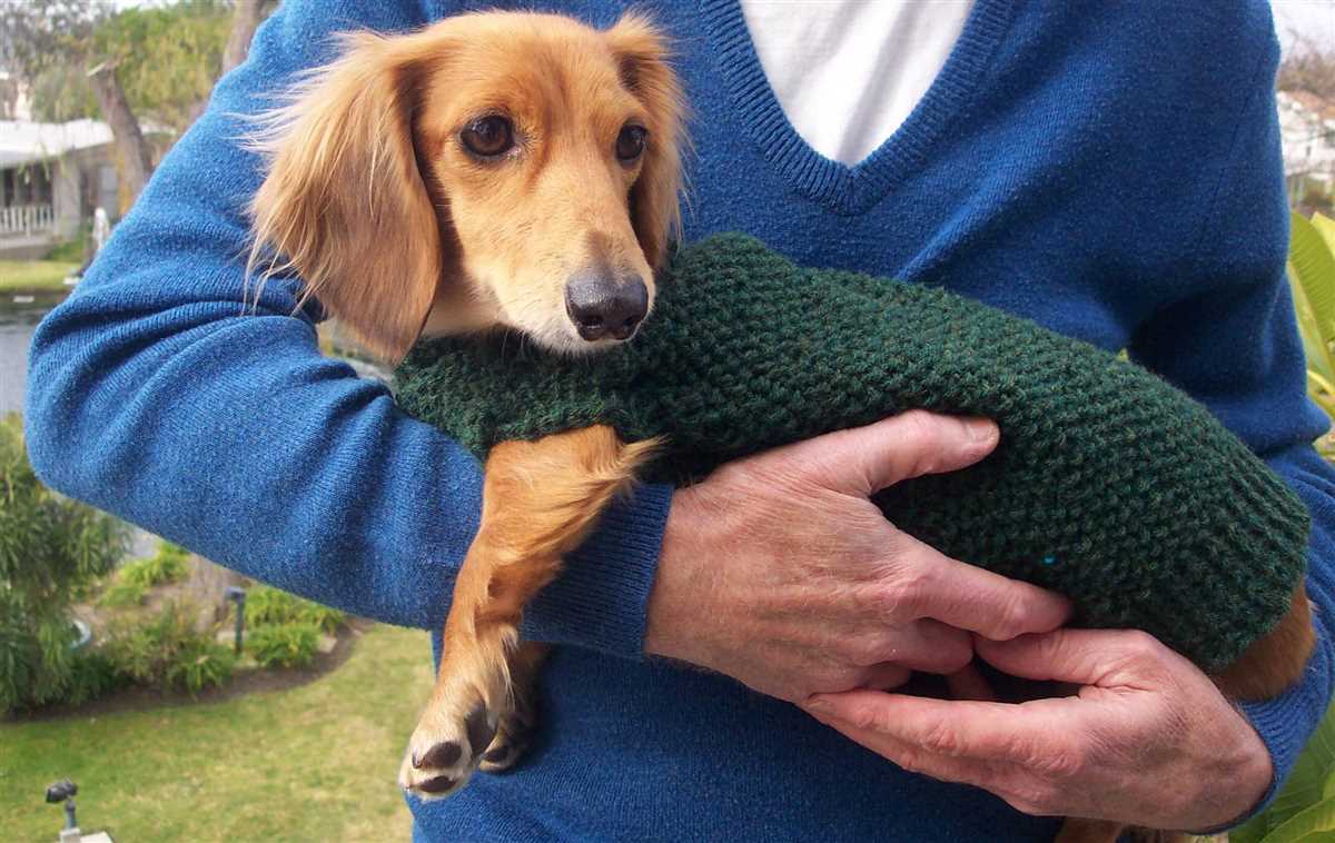 Mini-dachshund sweater knitting pattern free