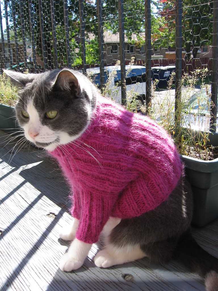 Free knitted cat sweater pattern