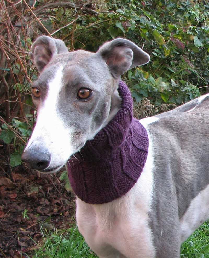 Italian greyhound knitting pattern