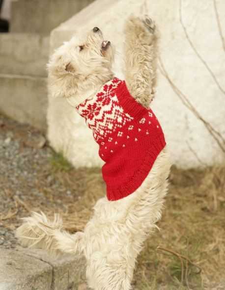 Dog xmas jumper knitting patterns