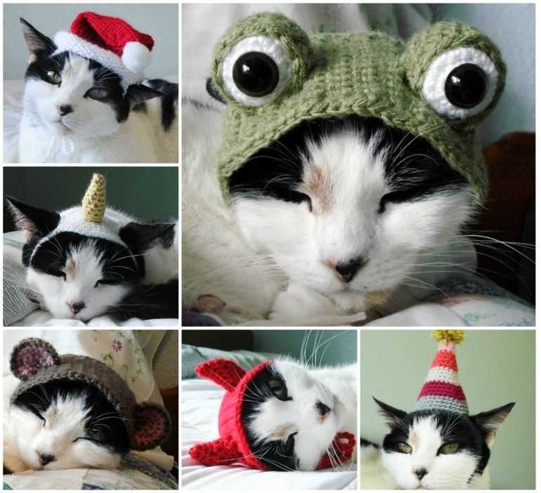 Free cat hat knitting pattern