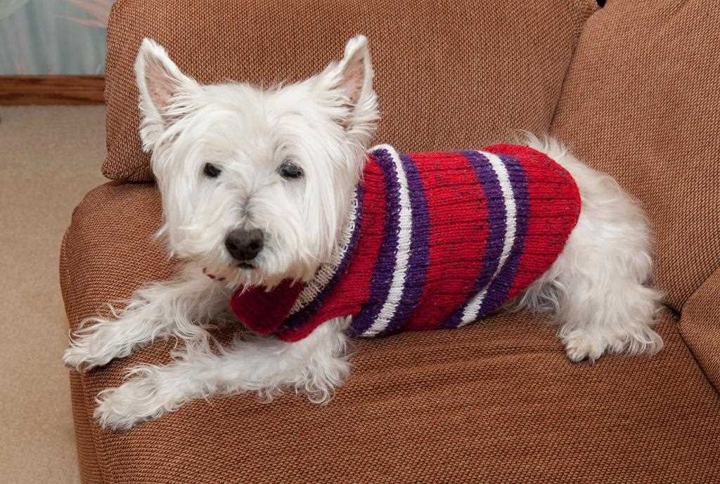 Knitted dog coat patterns easy