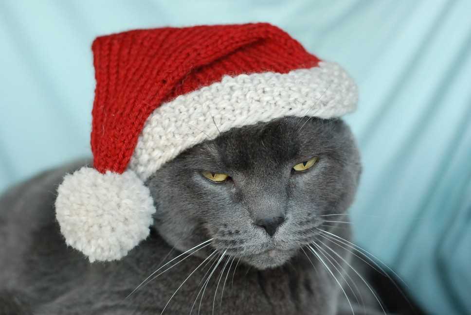 Free cat hat knitting pattern