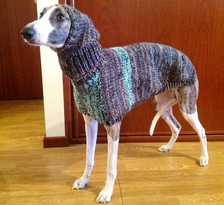 Italian greyhound knitting pattern