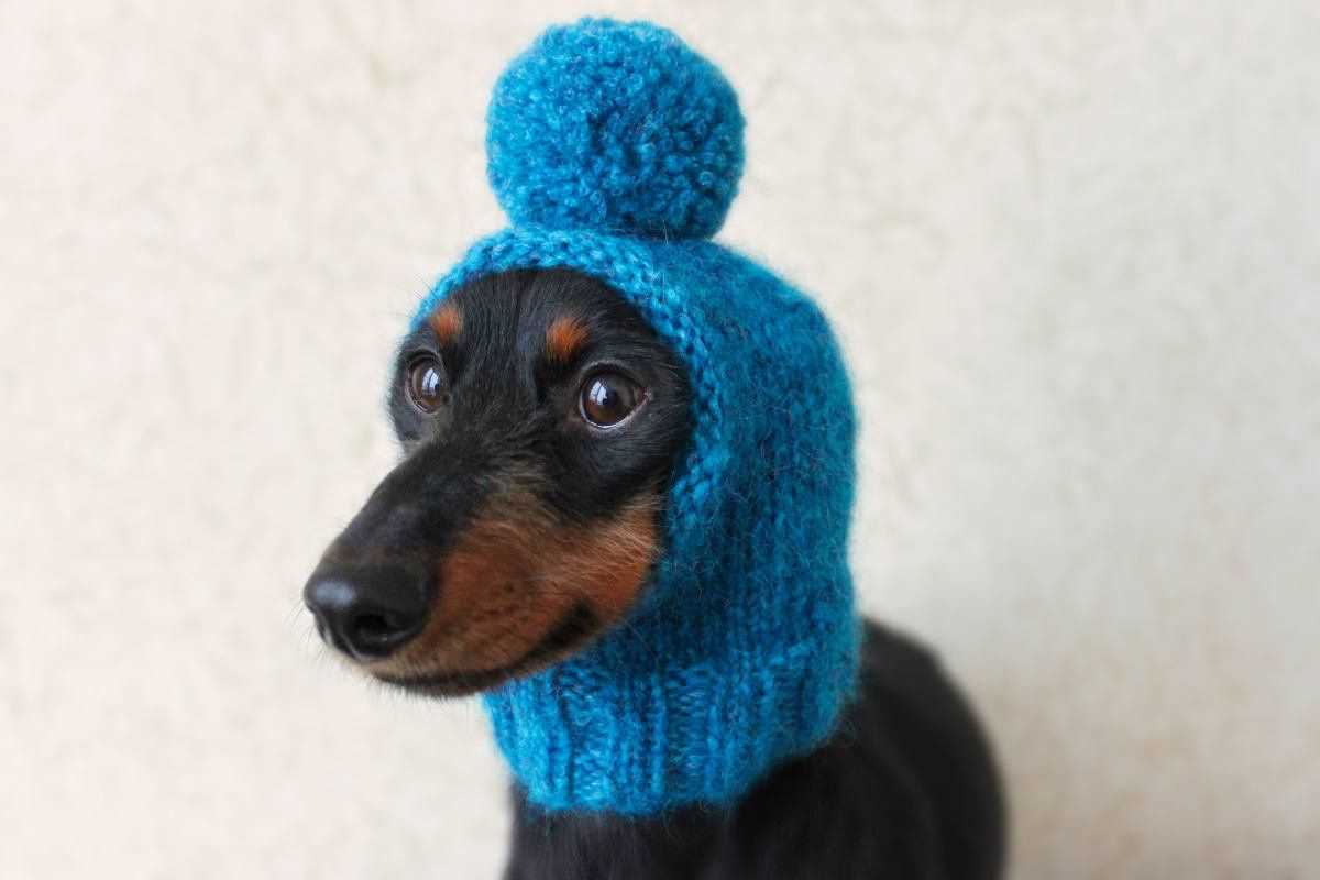 Easy dog hat knitting pattern