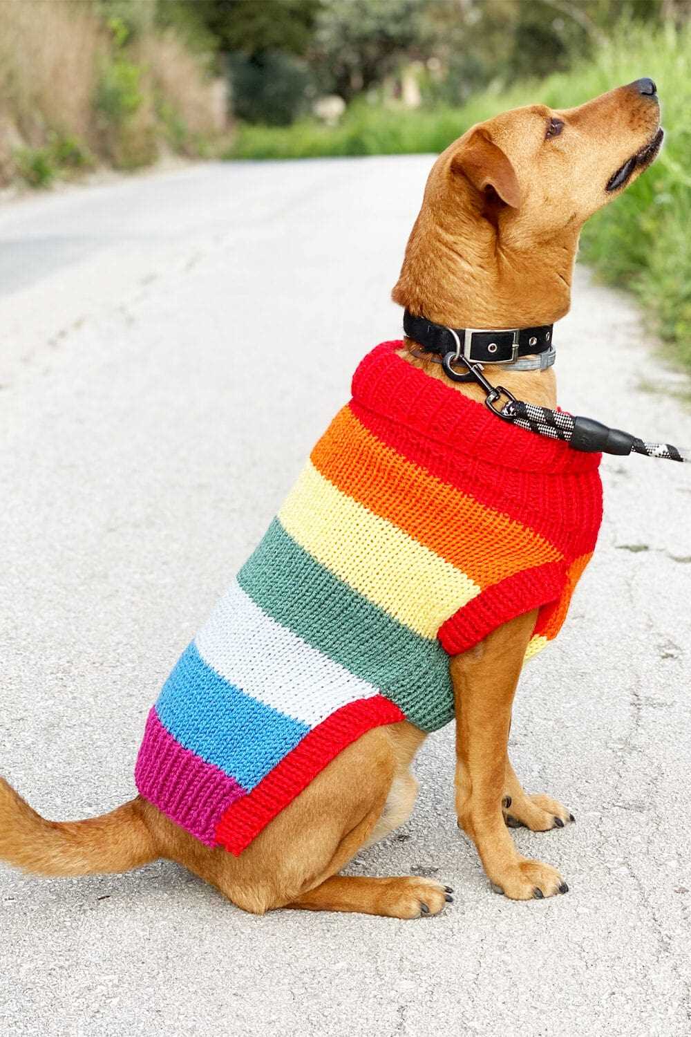 Knit dog jumper pattern